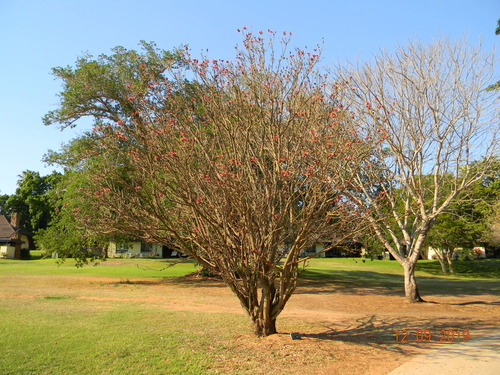 Erythrina corallodendron (Common coral bean) — photo
