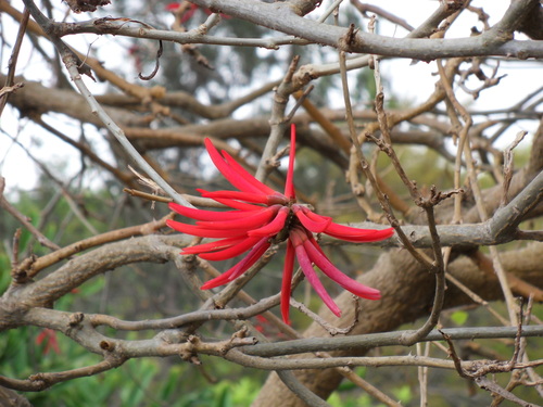 Erythrina corallodendron (Common coral bean) — photo