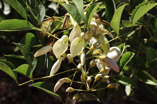 Erythrina crista-galli (Cockspur coral tree) — photo