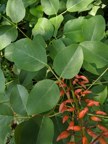 Erythrina crista-galli (Cockspur coral tree) — photo