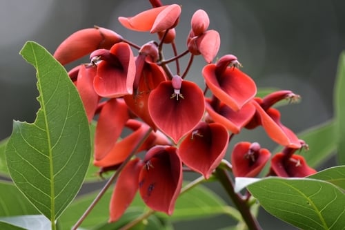 Erythrina crista-galli
