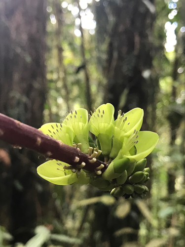 Erythrina edulis (Andean tree bean) — photo