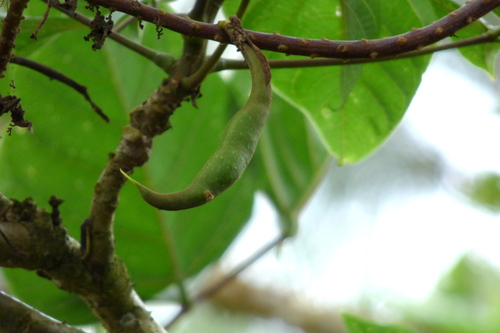 Erythrina edulis (Andean tree bean) — photo