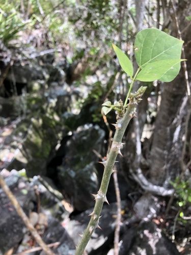 Erythrina eggersii (Cock's spur) — photo