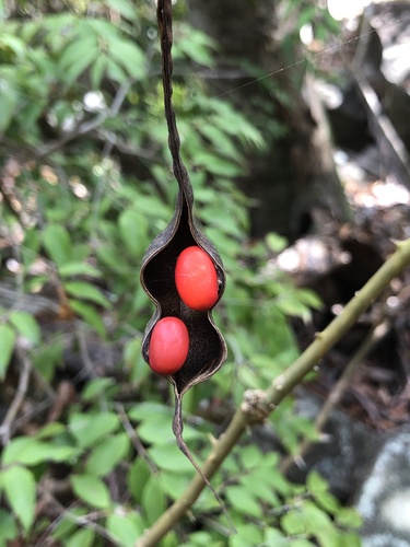 Erythrina eggersii (Cock's spur) — photo