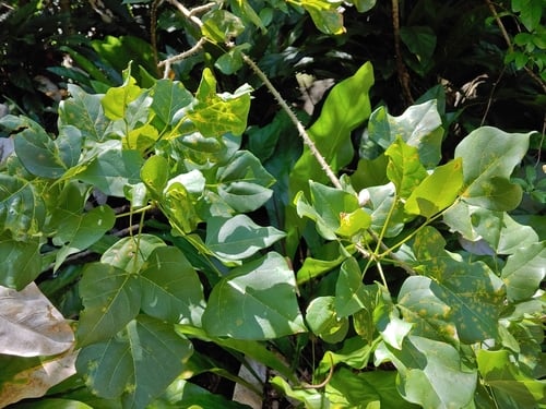 Erythrina eggersii