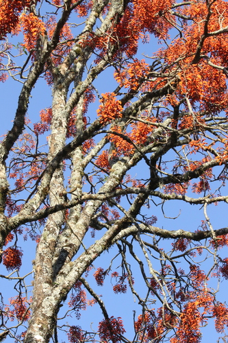 Erythrina falcata (Brazilian Coral tree) — photo