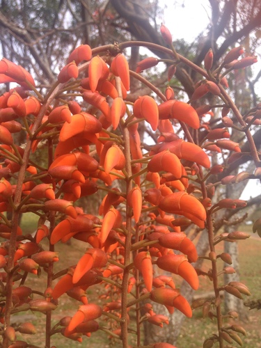 Erythrina falcata