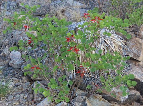 Erythrina flabelliformis (Chilicote) — photo