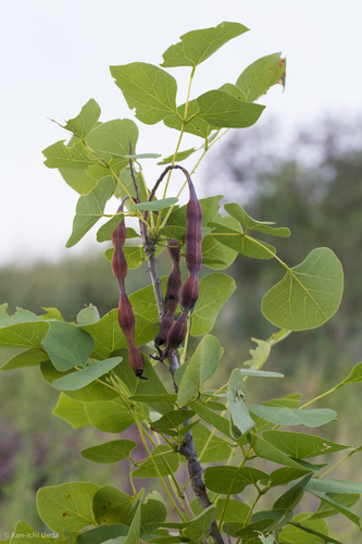 Erythrina flabelliformis (Chilicote) — photo