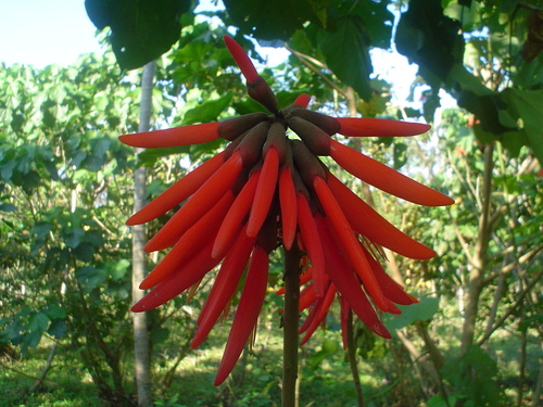 Erythrina folkersii (Folkers coral bean) — photo