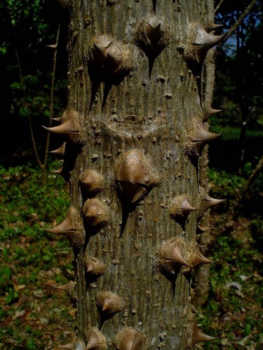Erythrina folkersii (Folkers coral bean) — photo
