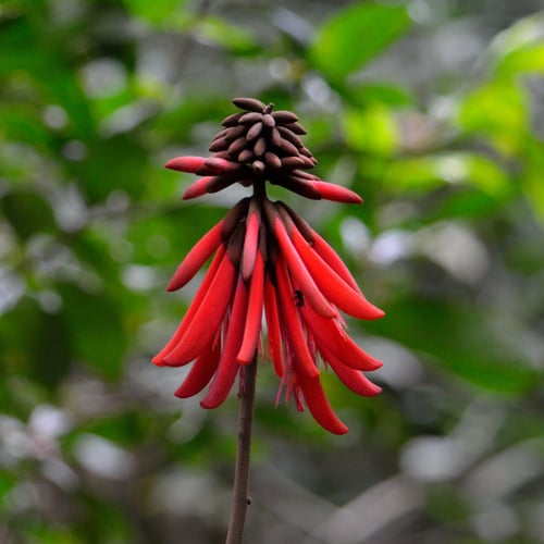 Erythrina folkersii