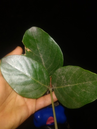Erythrina fusca (Purple coral tree) — photo