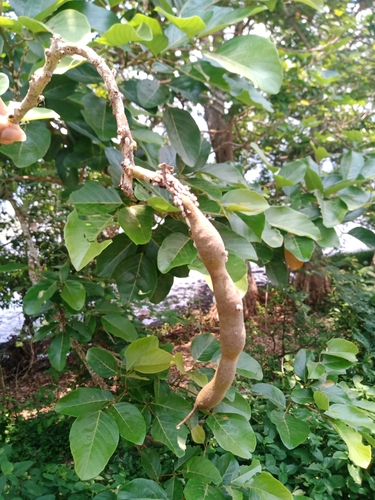 Erythrina fusca (Purple coral tree) — photo