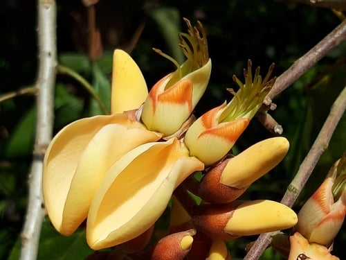Erythrina fusca