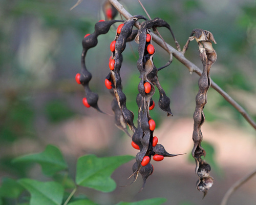 Erythrina herbacea (Eastern coral bean) — photo