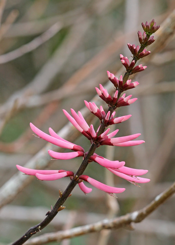 Erythrina herbacea (Eastern coral bean) — photo