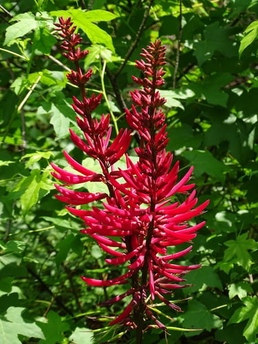 Erythrina herbacea
