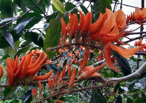 Erythrina poeppigiana (Madre de Cacao) — photo