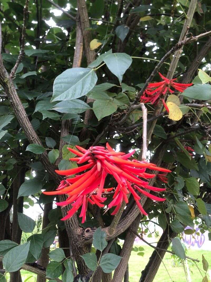 Erythrina rubrinervia (Gallito) — photo