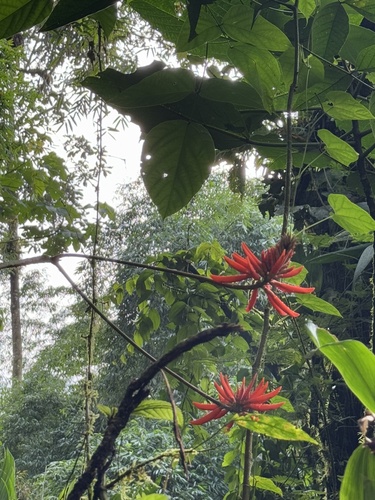 Erythrina schimpffii (Schimpff coral bean) — photo