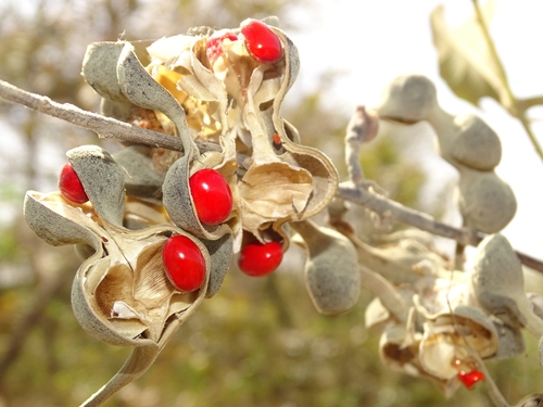Erythrina senegalensis (Coral tree) — photo
