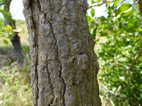Erythrina senegalensis (Coral tree) — photo