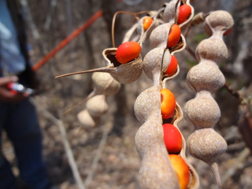 Erythrina standleyana
