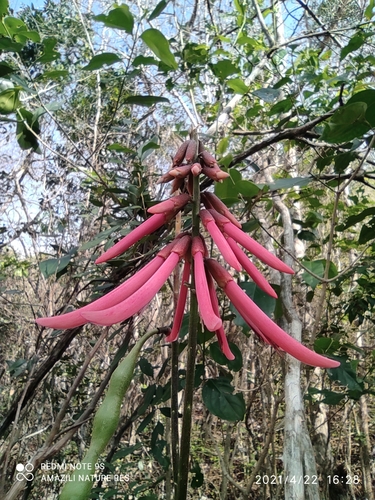 Erythrina standleyana — photo
