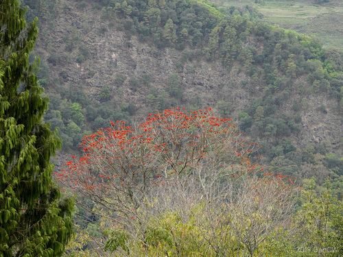 Erythrina stricta (Indian coral tree) — photo