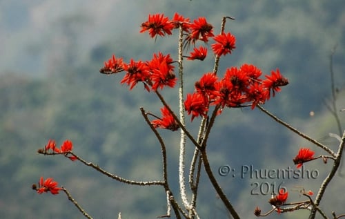 Erythrina stricta