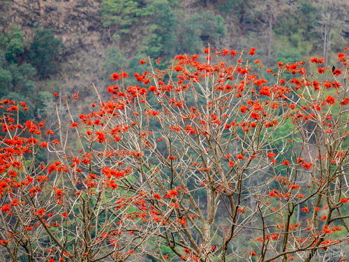 Erythrina stricta (Indian coral tree) — photo
