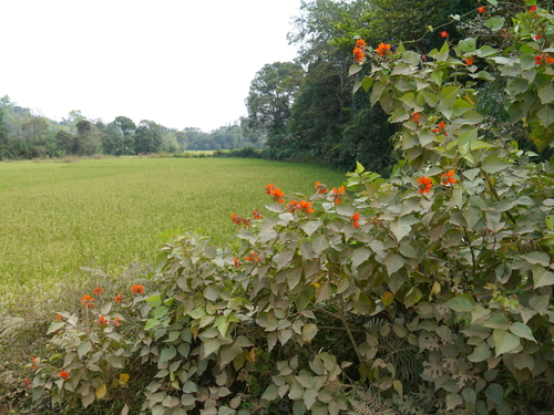 Erythrina subumbrans (December tree) — photo