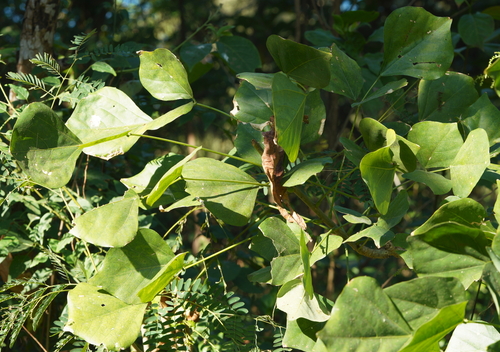 Erythrina variegata (Indian coral tree) — photo