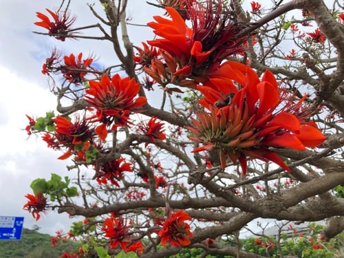 Erythrina variegata