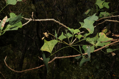 Erythrina vespertilio (Bat’s Wing Coral Tree) — photo