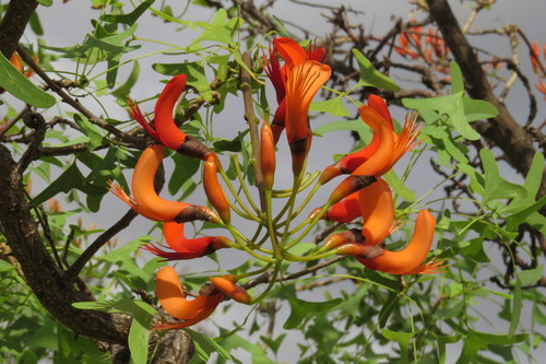Erythrina vespertilio