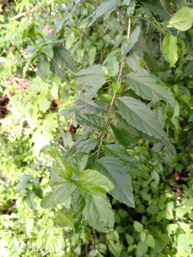 Erythrococca bongensis (Hariadho) — photo