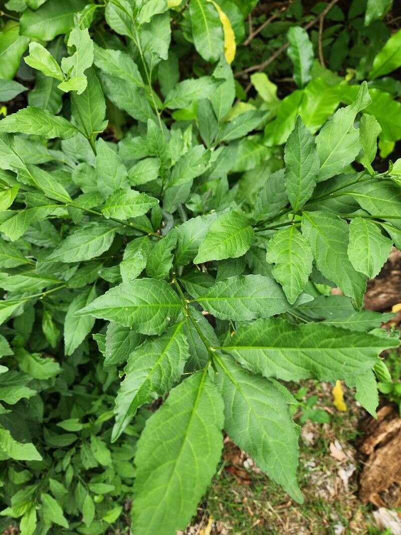 Erythrococca bongensis (Hariadho) — photo