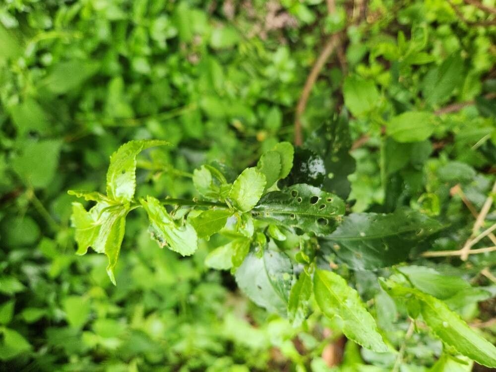 Erythrococca bongensis