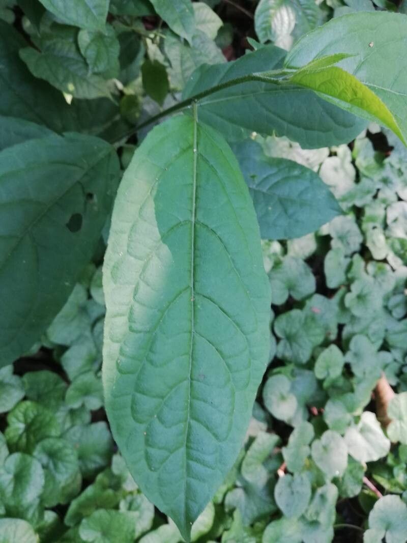 Erythrococca chevalieri — photo