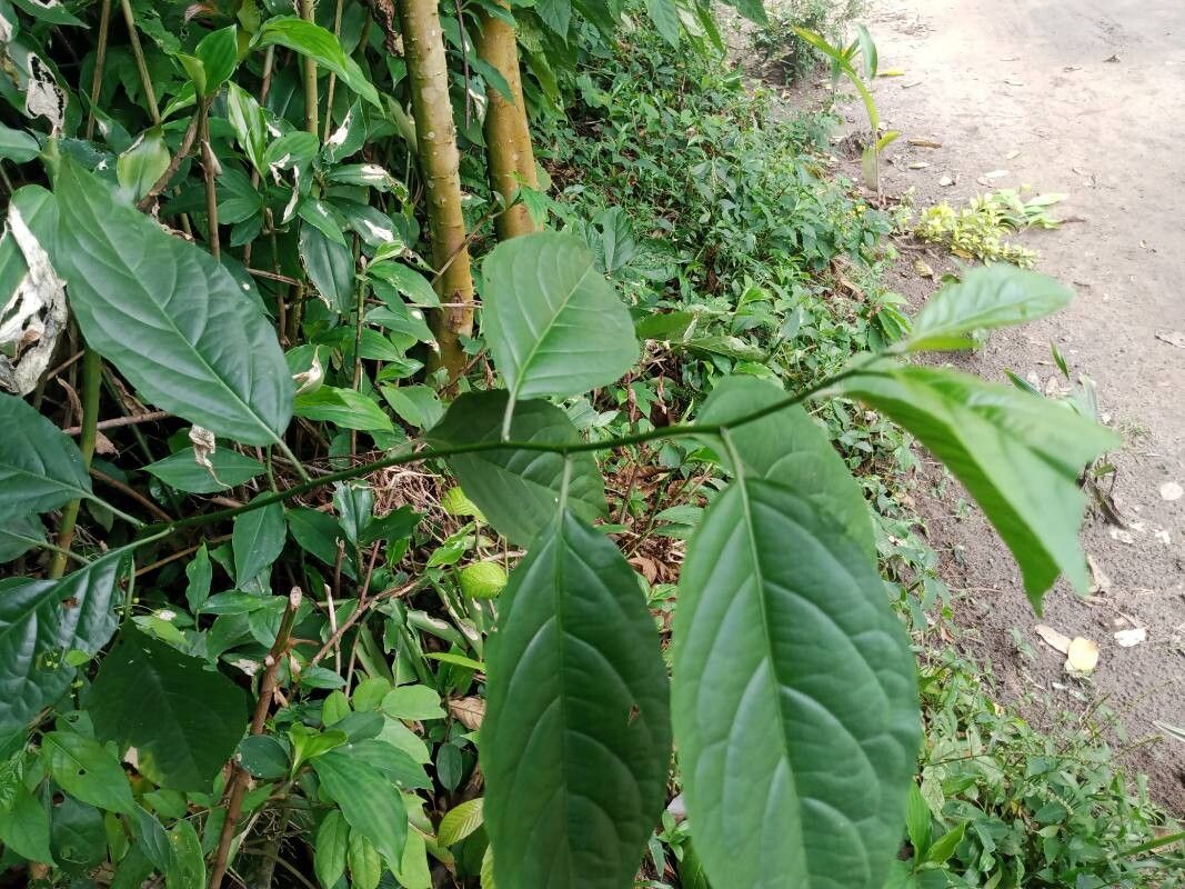 Erythrococca chevalieri — photo