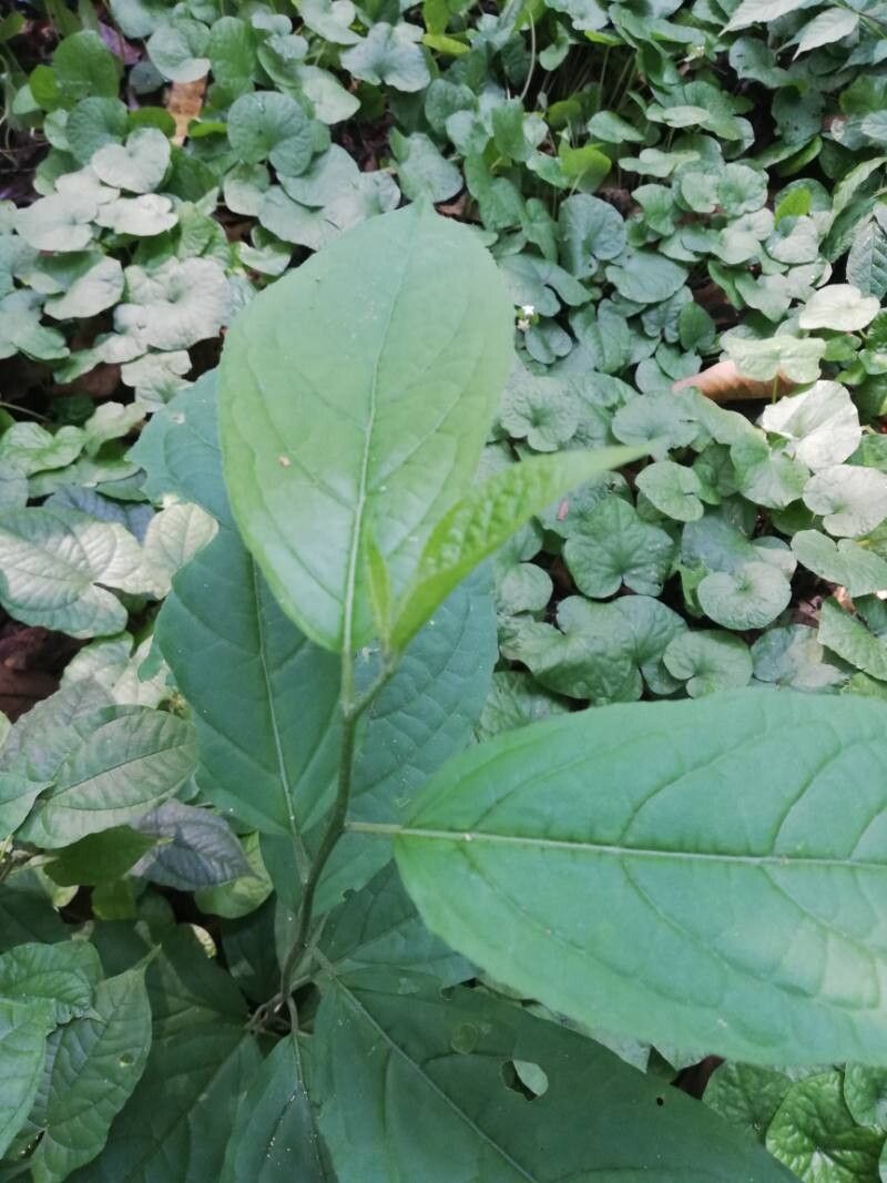 Erythrococca chevalieri