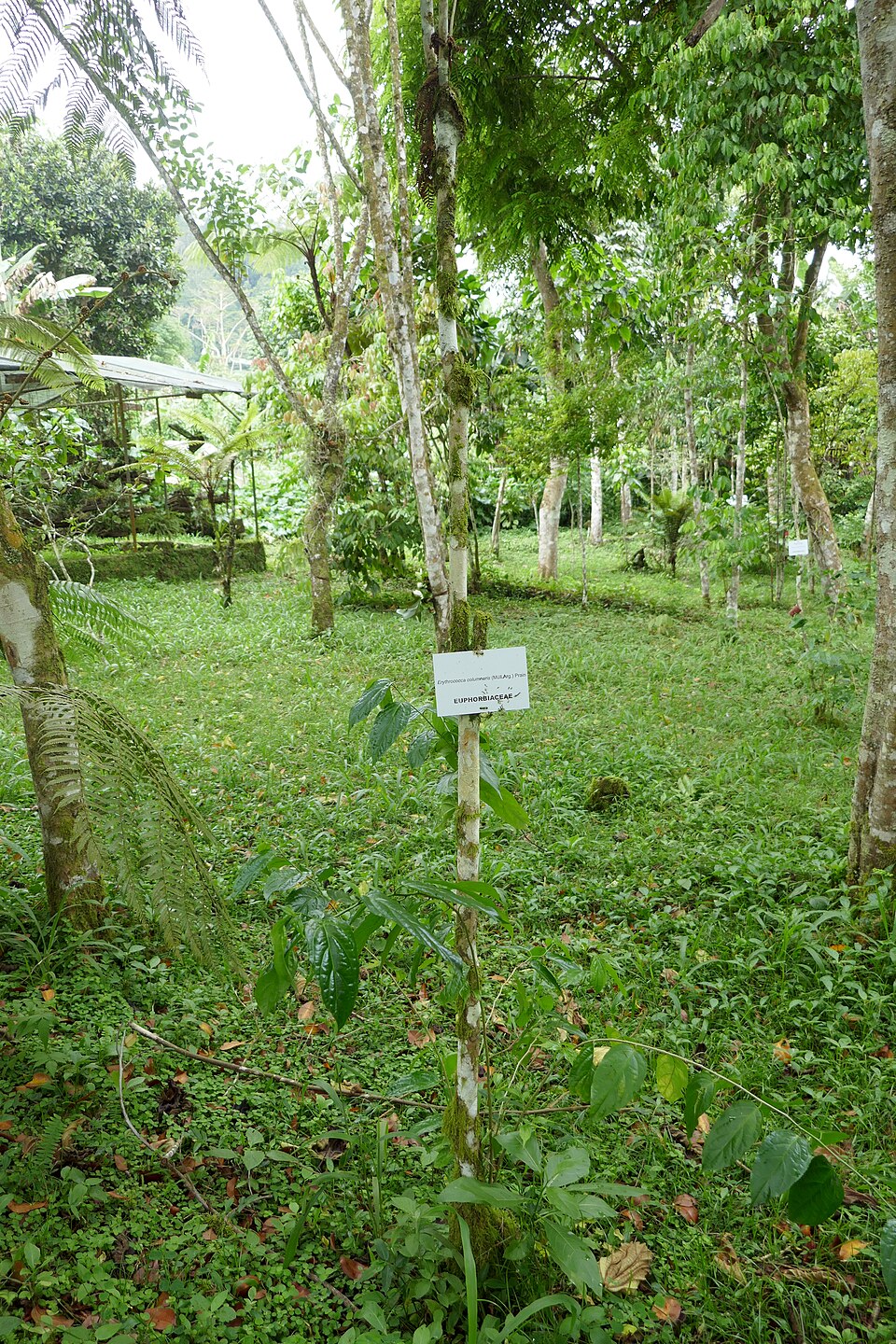 Erythrococca columnaris