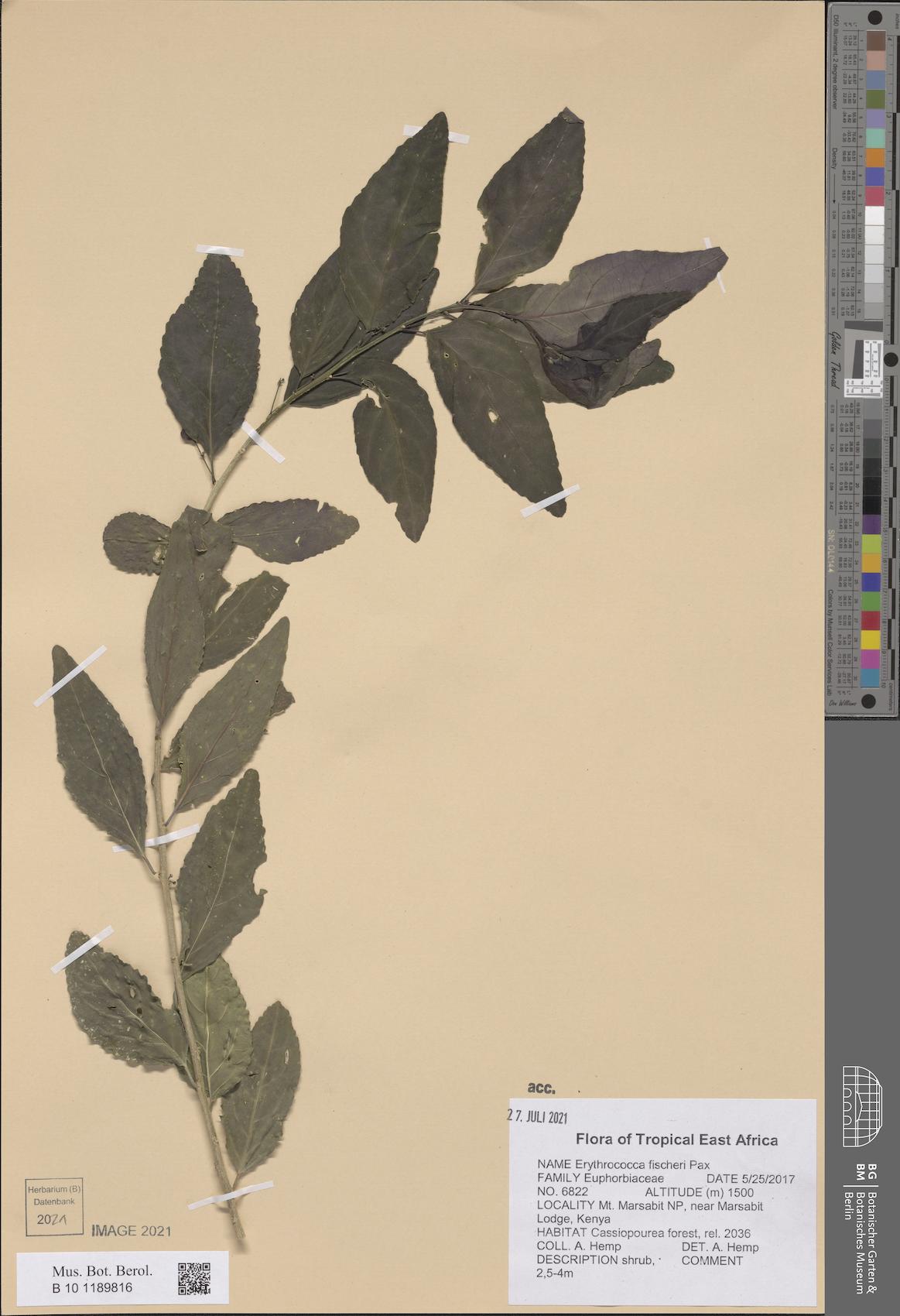 Erythrococca fischeri — photo