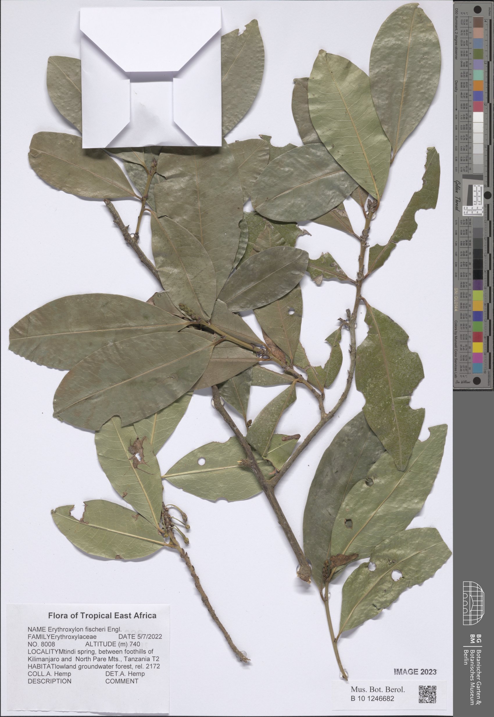 Erythrococca fischeri