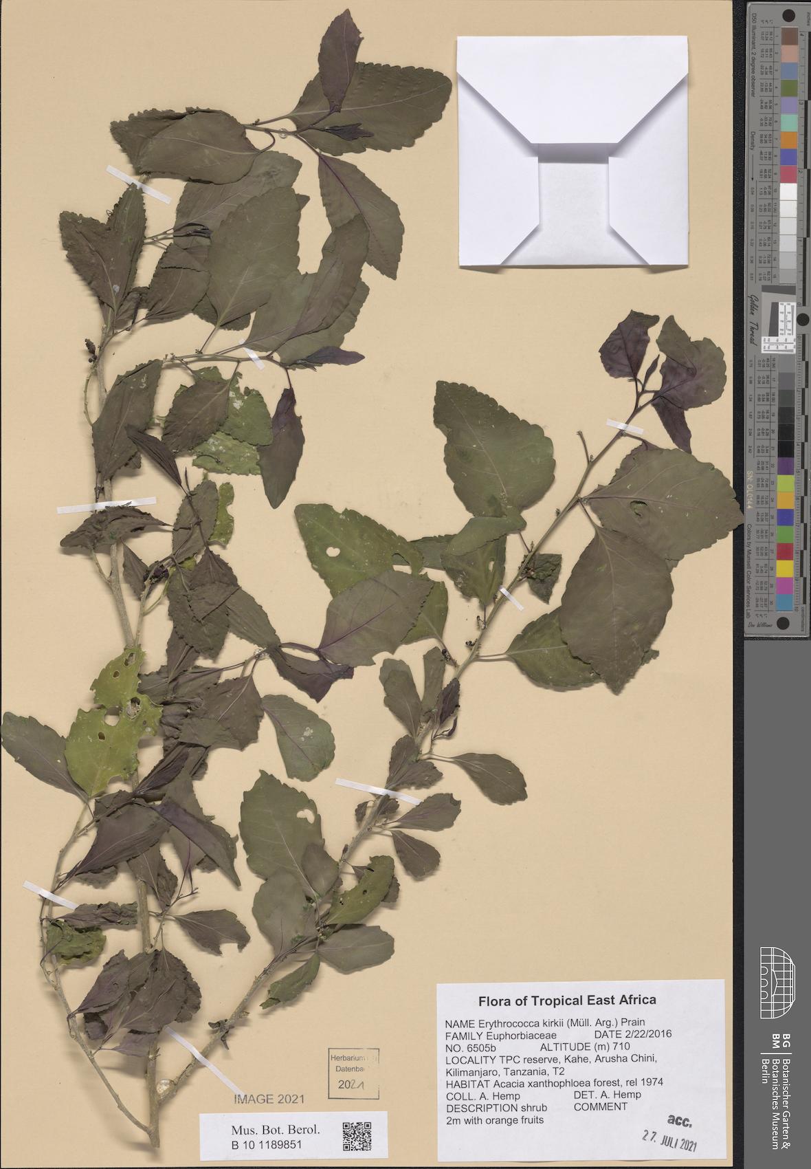 Erythrococca kirkii