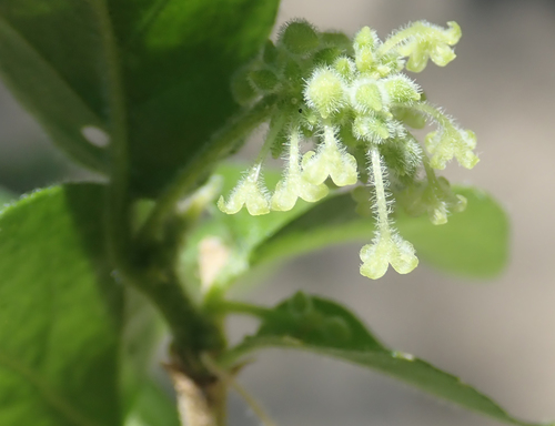 Erythrococca menyharthii
