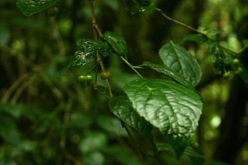 Erythrococca polyandra